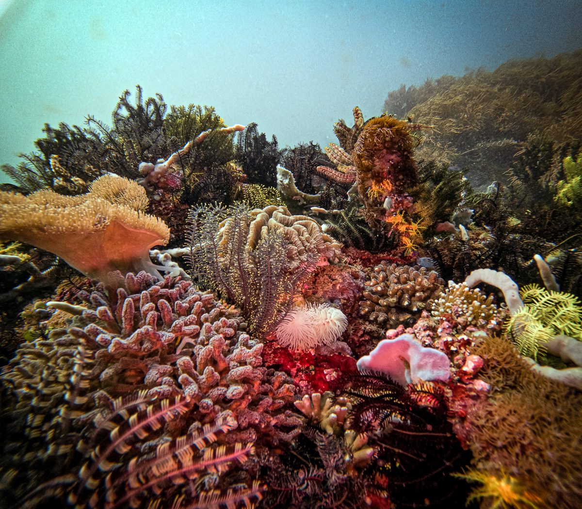 Crinoids and soft corals on the cold southern reef at Cannibal Rock, Komodo