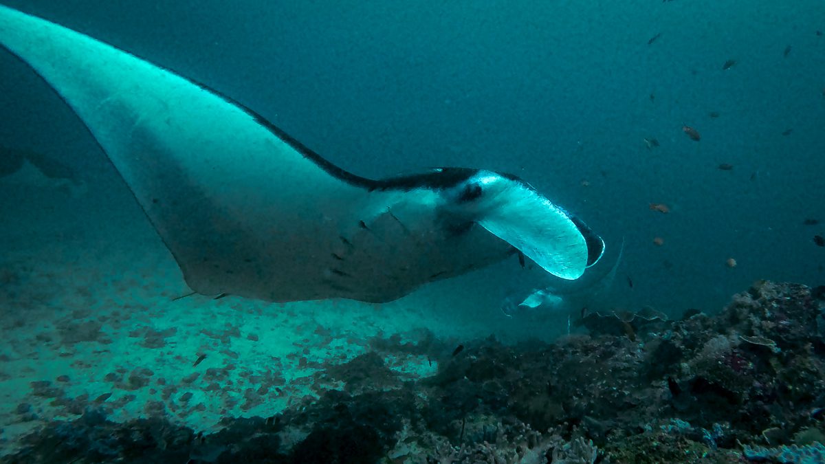Manta ray over the reef at a Komodo cleaning station