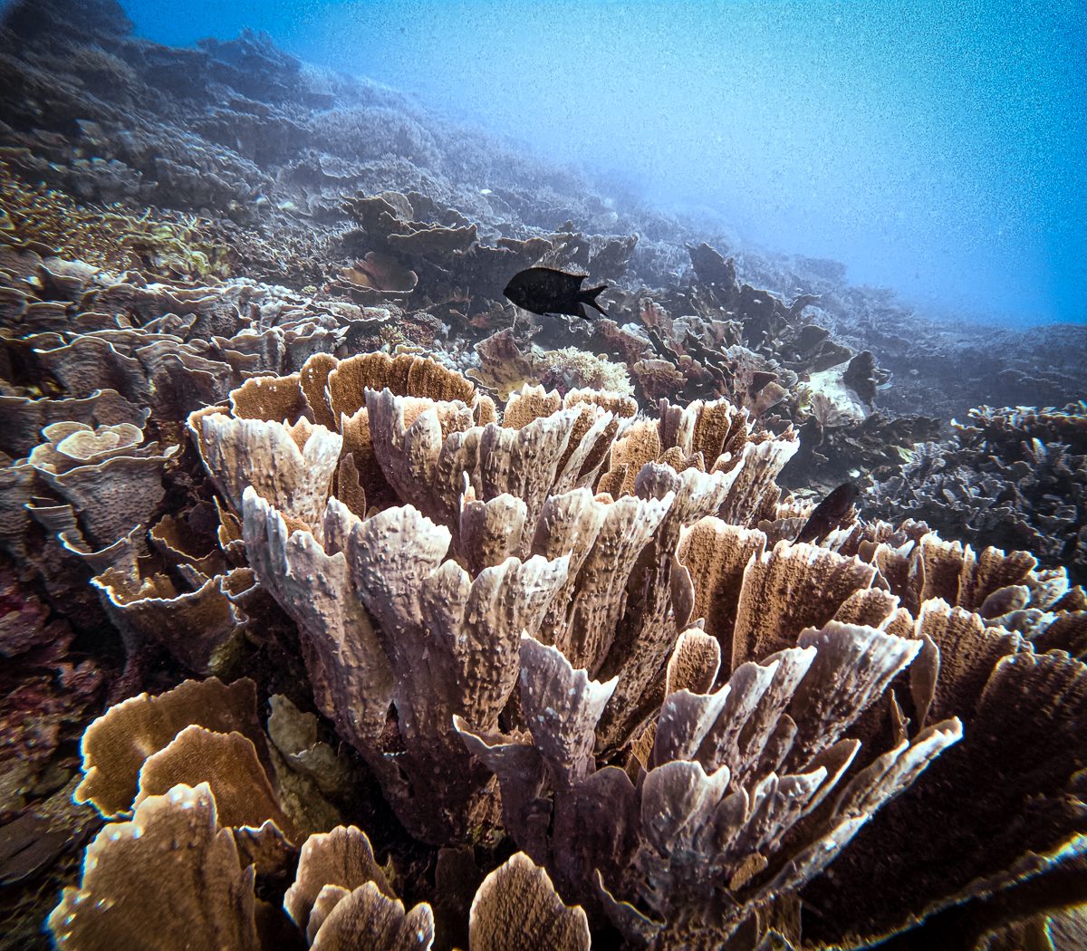 Plate and branching hard coral on a Komodo reef at Siaba Besar, Komodo National Park