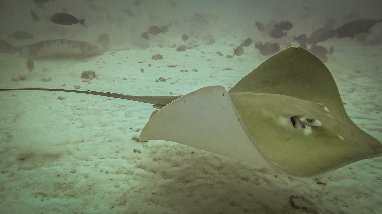 Stingray over the sand at Neru Mati, North Malé Atoll, a surprise check dive when diving in the Maldives