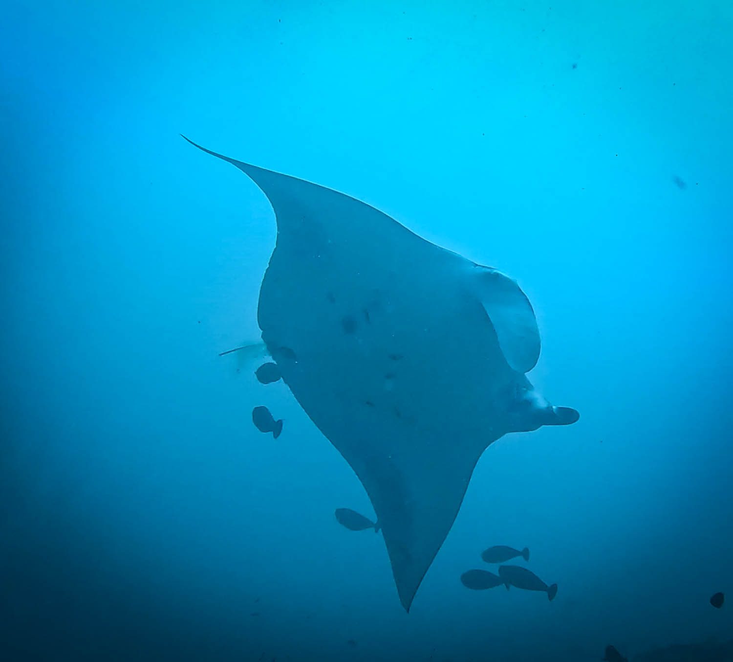 Manta ray in blue water during a dive in the Maldives central atolls on White Pearl