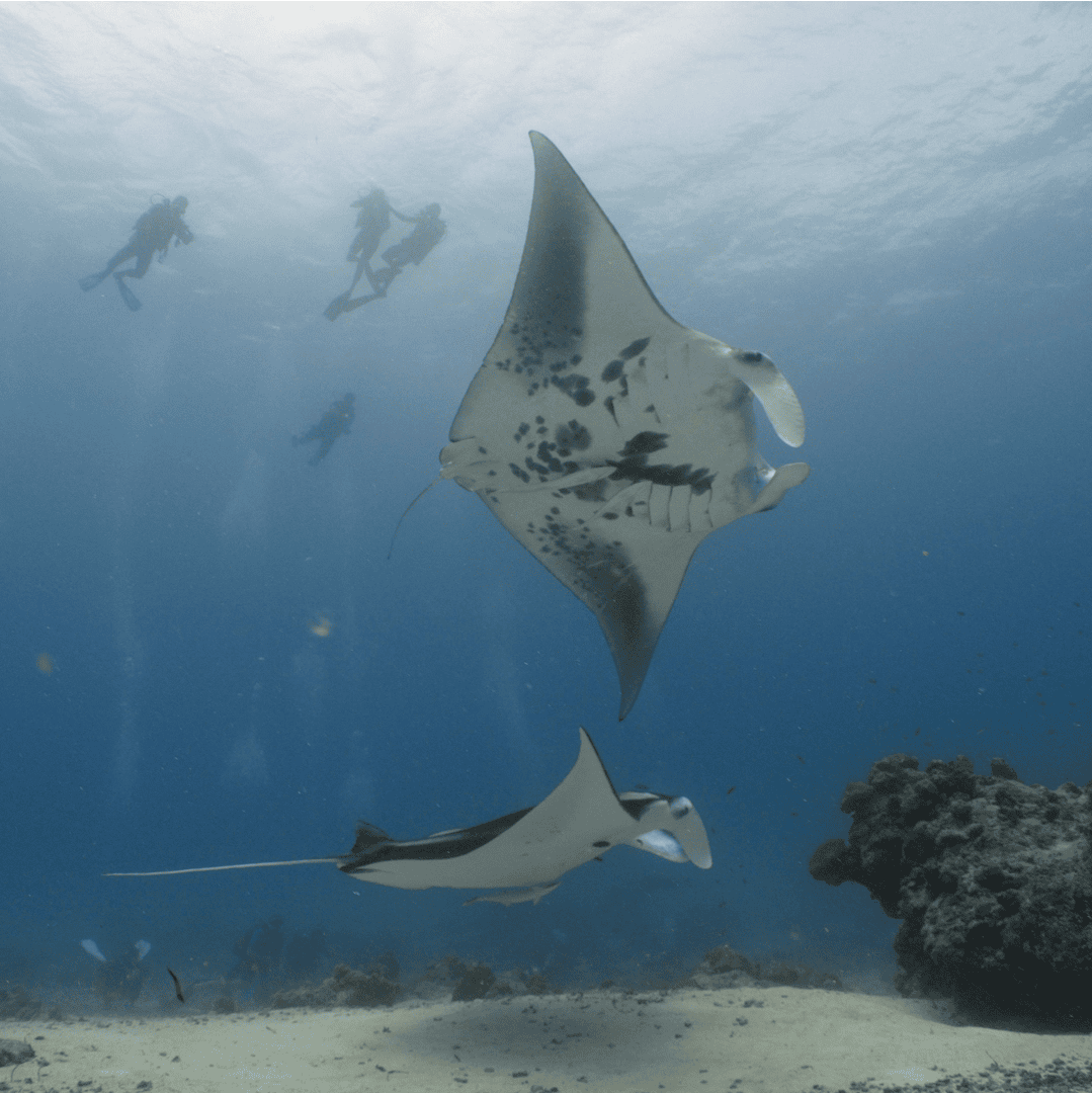 Two reef manta rays circling a cleaning station with divers watching at Kurali Manta Point, Maldives