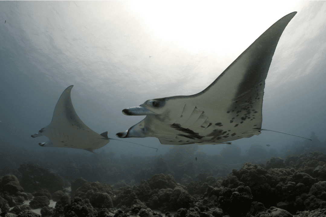 Two reef manta rays gliding over the reef at Kurali Manta Point, diving in the Maldives
