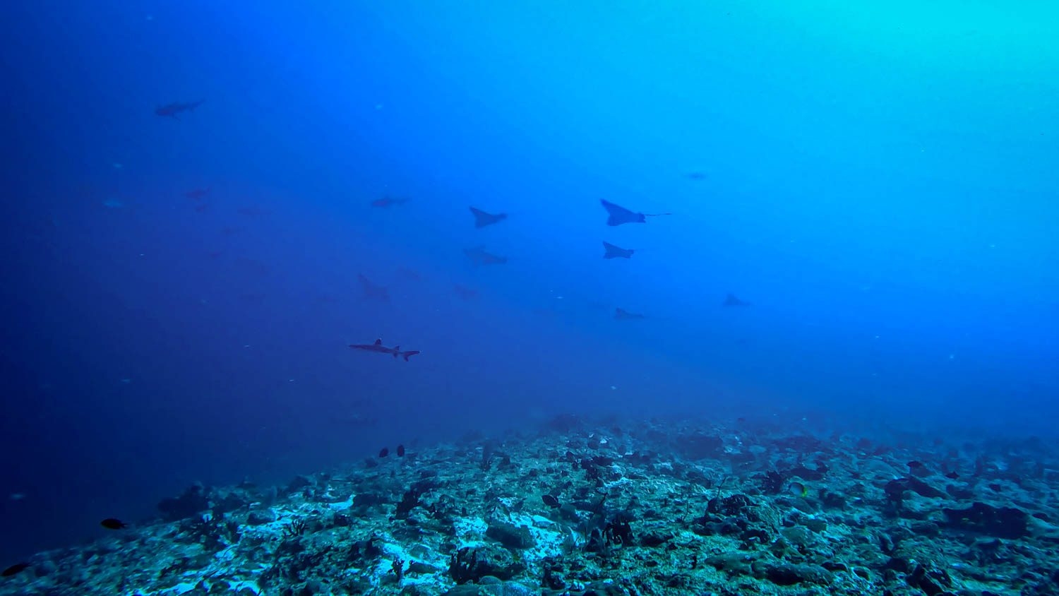 Eagle rays and a shark cruising above the reef at Gaahraa Kandu in the southern Maldives