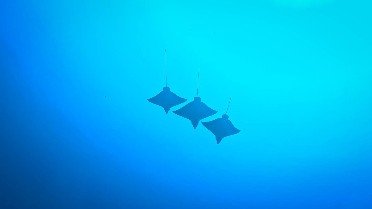 Three eagle rays gliding in formation at Gaahraa Kandu, diving in the Maldives