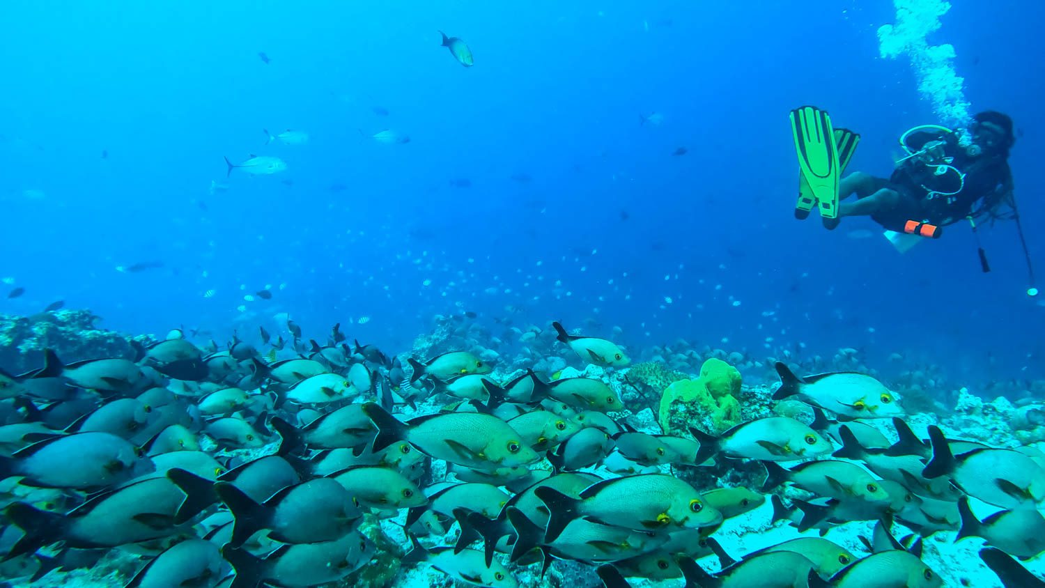 Diver above a dense school of snappers at Muli Corner, Meemu Atoll, Maldives