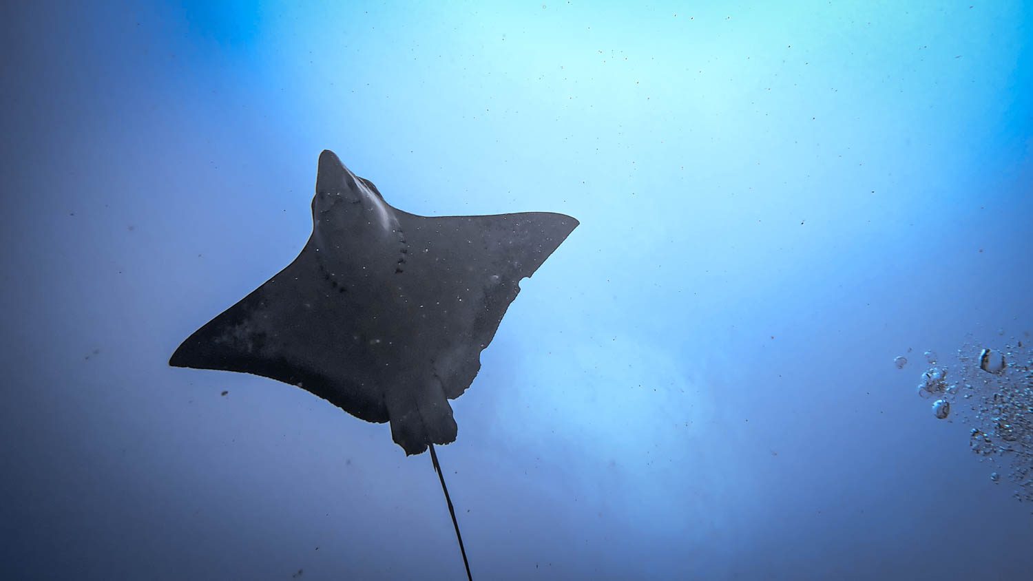 Eagle ray passing overhead at Fushi Kandu in the southern channels, diving in the Maldives