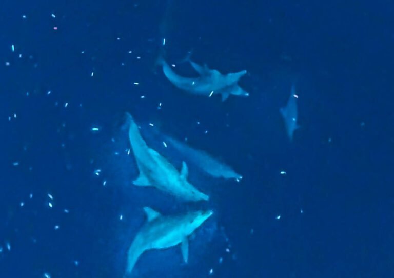Triton bay - Seahorse liveaboard review Raja Ampat Triton Bay diving Sorong Kaimana