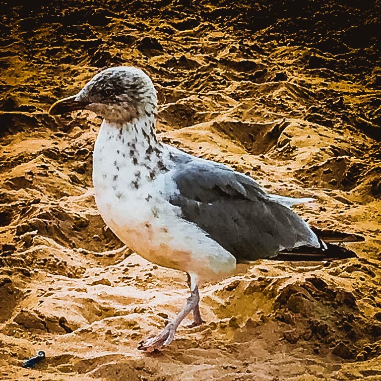 Herring gull on the sand at De Panne beach, home of the grey North Sea shrimp used in Belgian shrimp croquettes