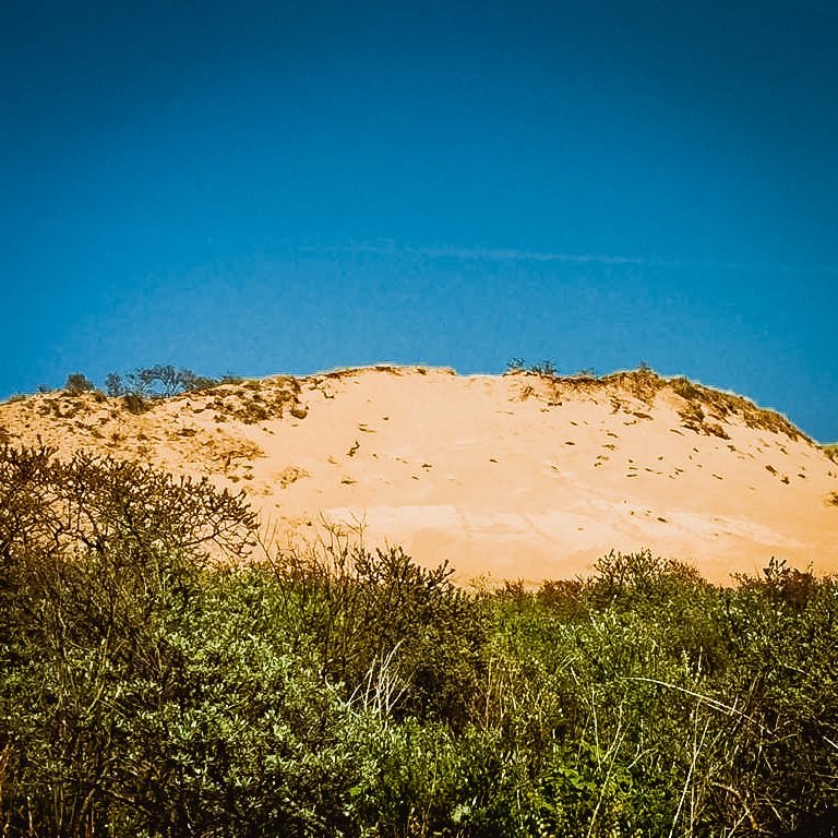 Grass-covered dunes of the Westhoek nature reserve on the western edge of De Panne