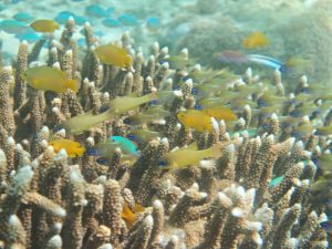 Healthy hard-coral garden crowded with yellow damselfish in the shallows of Komodo National Park