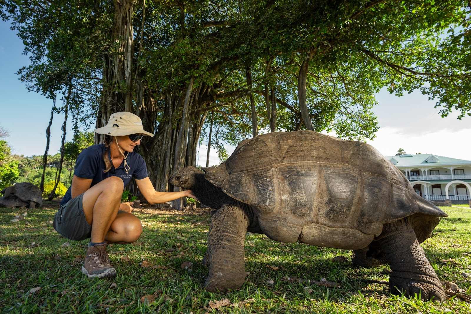 Aldabra giant tortoise on Fregate Island, home to more than 3,500 of them