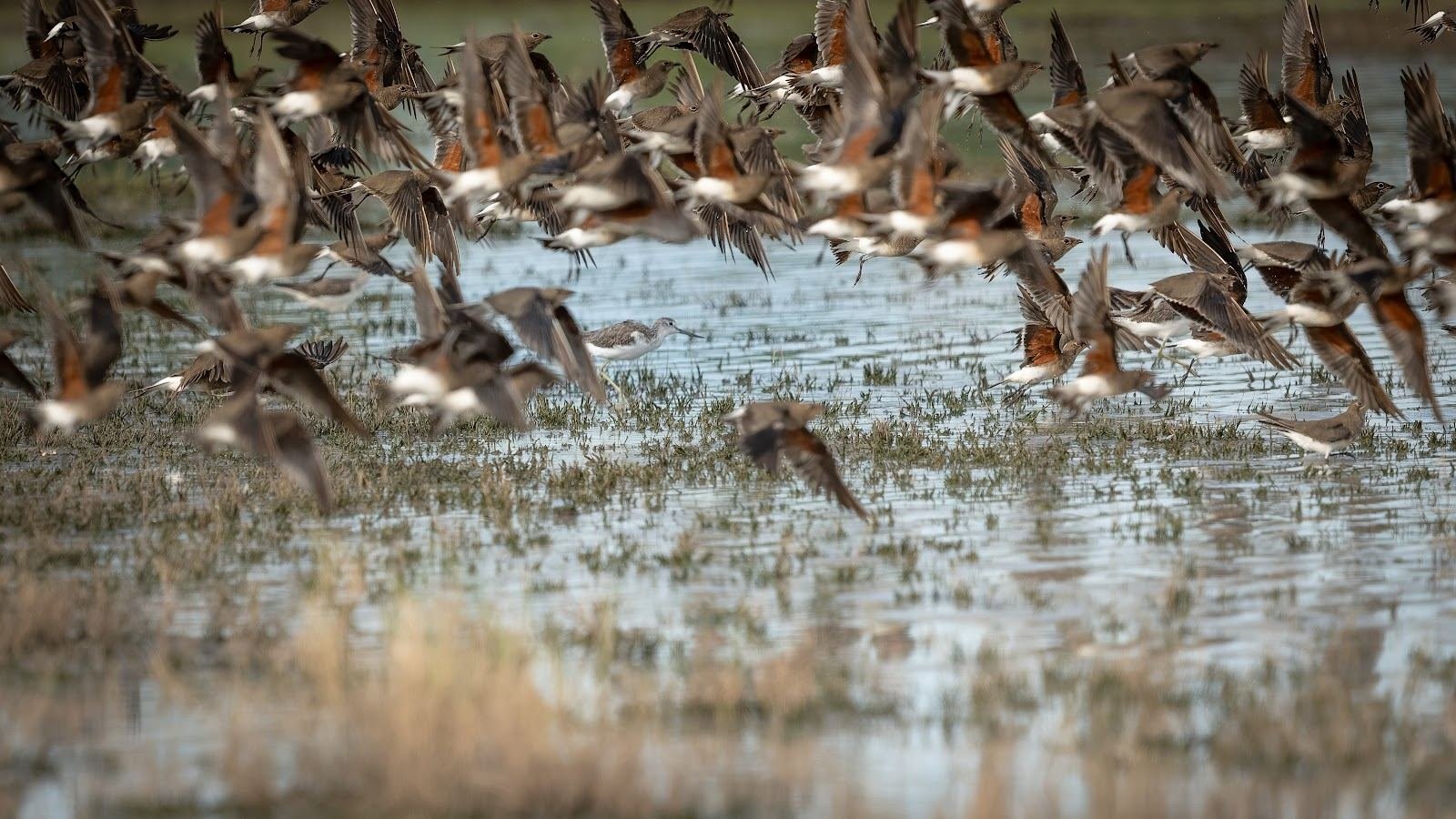 Birds over the Okavango Delta wetlands, home to more than 400 bird species