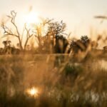 Sunset over the floodplains of Botswana’s Okavango Delta, setting for Singita Elela
