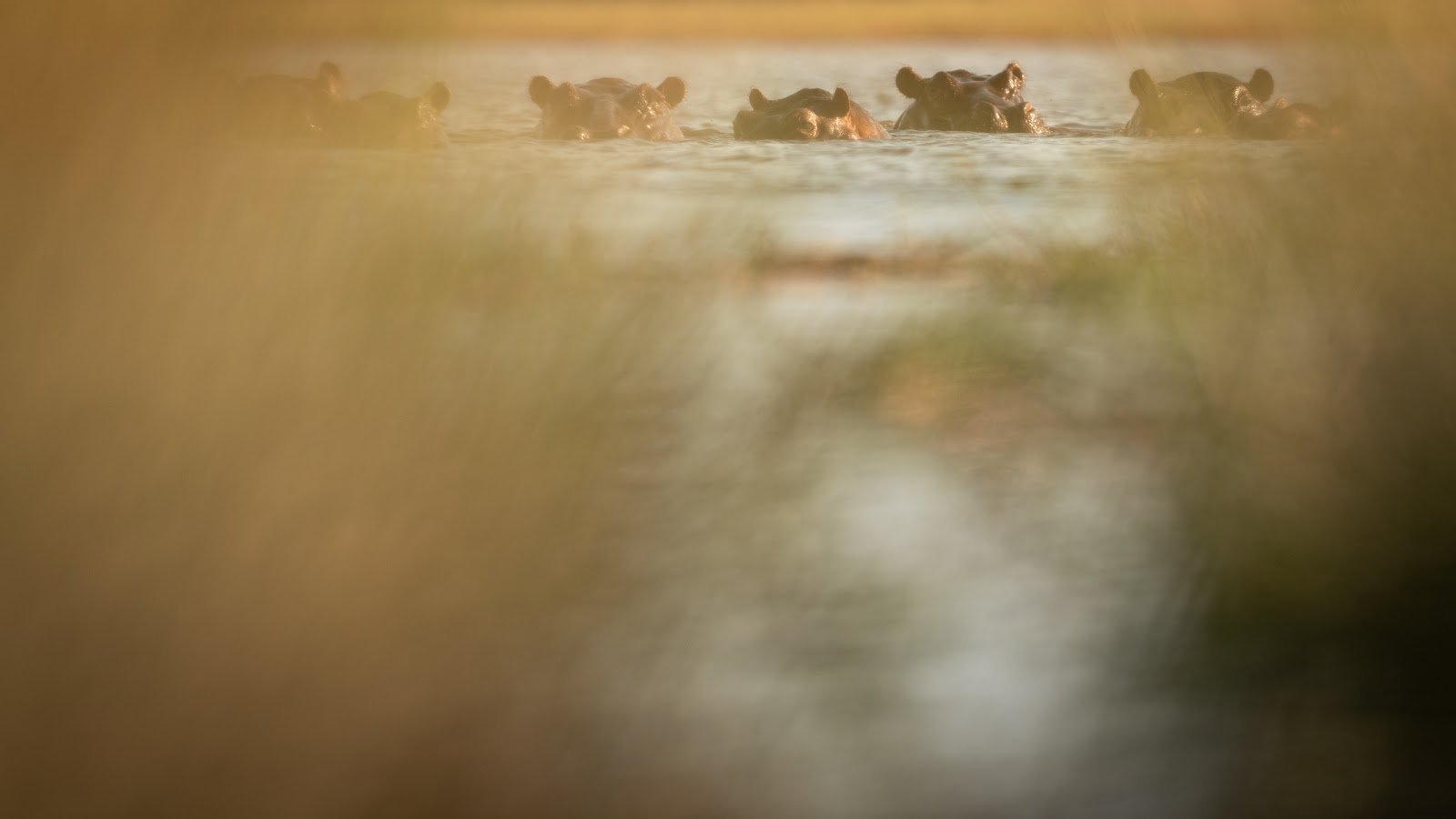 Hippo pod in the waterways of the Okavango Delta near Singita Elela
