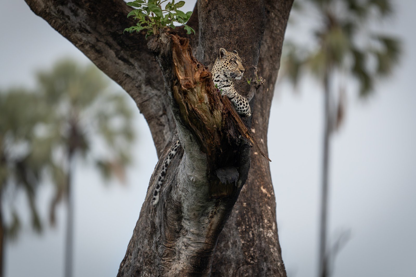 Leopard in a tree among Okavango Delta palms, Botswana