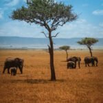 Elephant families grazing among acacia trees on the open plains of the Masai Mara, Kenya