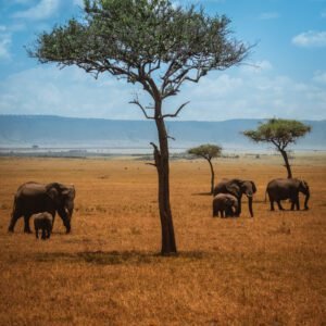 Elephant families grazing among acacia trees on the open plains of the Masai Mara, Kenya