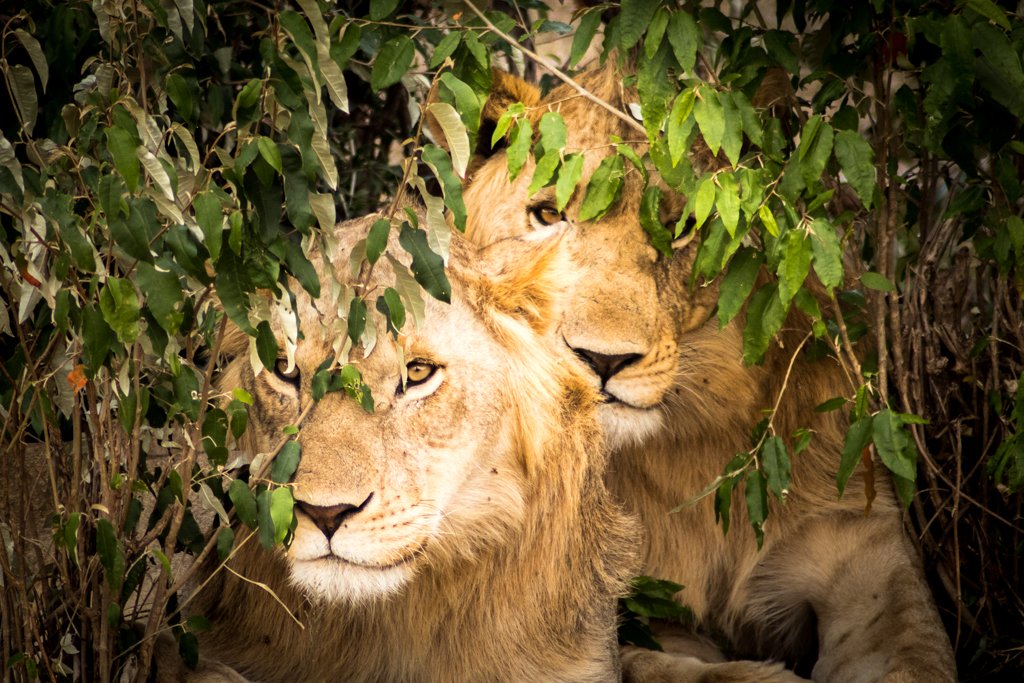 Two male lions resting in thick bush on a Masai Mara game drive from Tangulia Mara camp