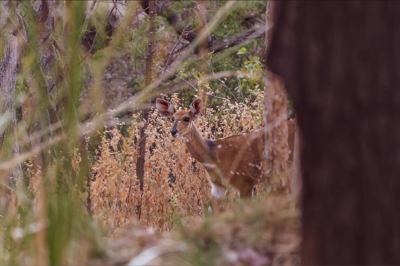 An antelope in the bush on the Victoria Falls Safari Collection estate that surrounds Albida - Victoria Falls