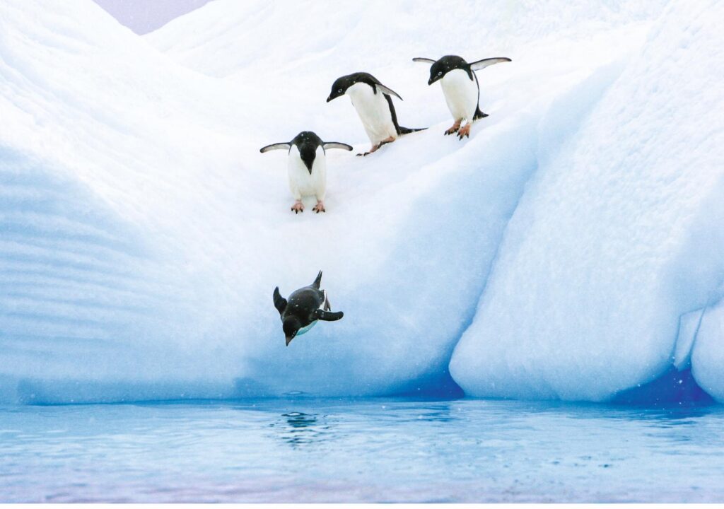 Adélie penguins diving off an iceberg into the water at Paulet Island, Antarctica