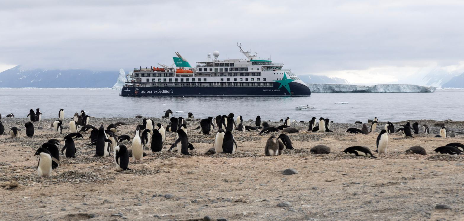Adélie penguin colony at Cape Adare with AE Expeditions’ Douglas Mawson and a tabular iceberg behind, Ross Sea, Antarctica
