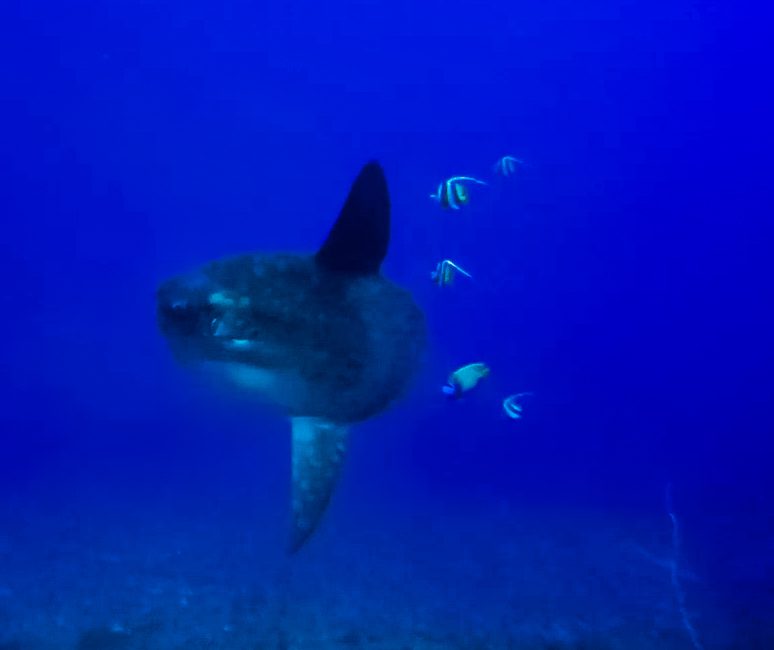 Ocean sunfish (mola mola) being cleaned by bannerfish in deep blue water at Crystal Bay, Nusa Penida, Bali