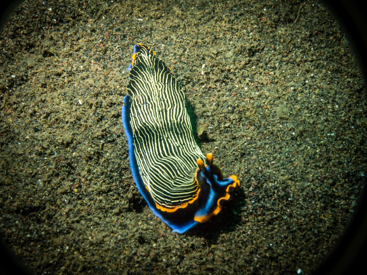 Striped nudibranch on the black sand at Puri Jati, North Bali