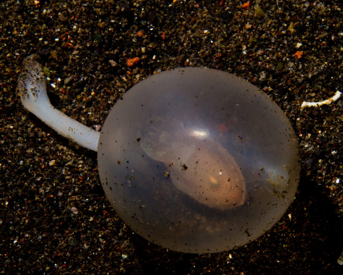 Translucent egg capsule on the black sand at Puri Jati, North Bali
