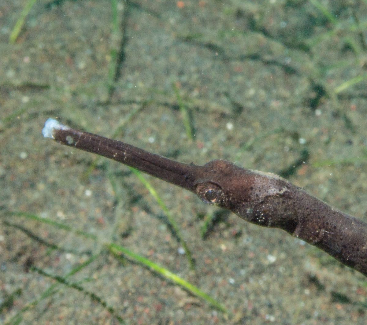 Pipefish among seagrass on the black sand at Puri Jati, North Bali