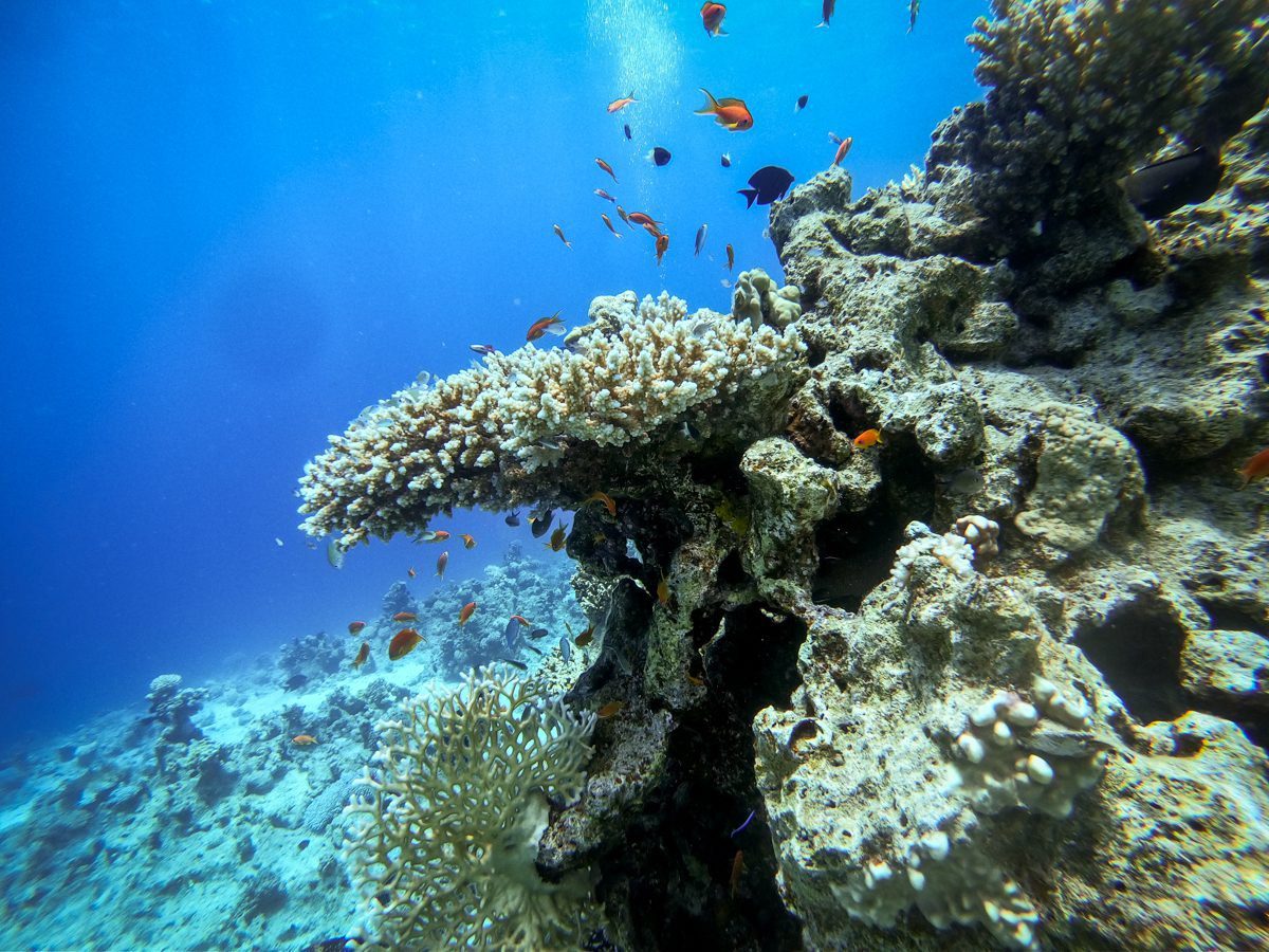 Shallow Red Sea coral reef on the Four Seasons house reef in Sharm El Sheikh, Egypt
