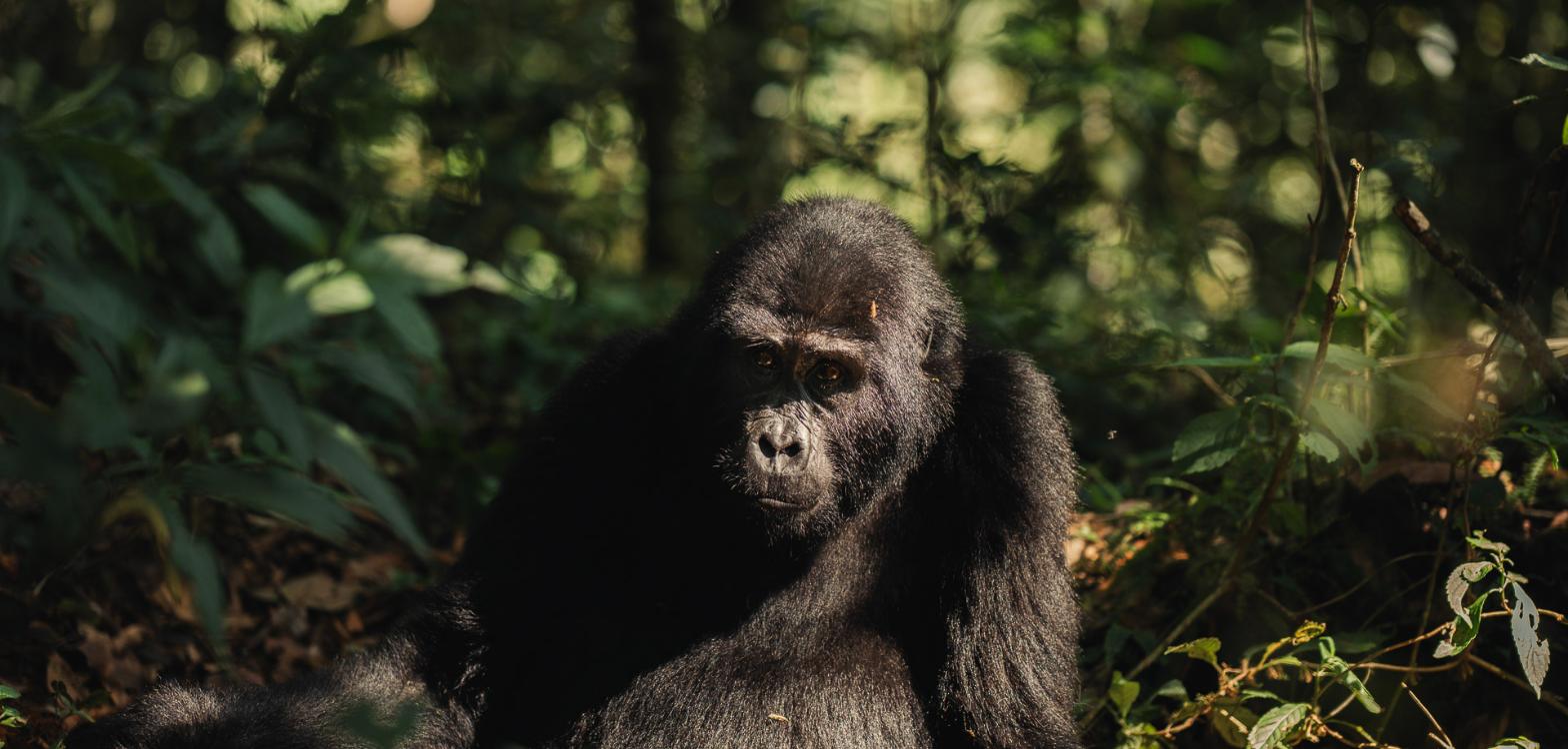 Silverback Lodge Bwindi mountain gorilla trekking, Uganda