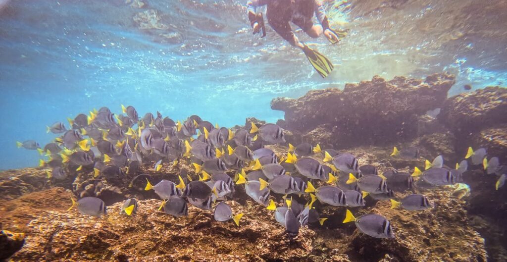 Snorkeller swimming at the surface above a school of yellow-tailed surgeonfish on a Galapagos reef