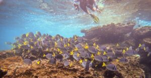 Snorkeller swimming at the surface above a school of yellow-tailed surgeonfish on a Galapagos reef