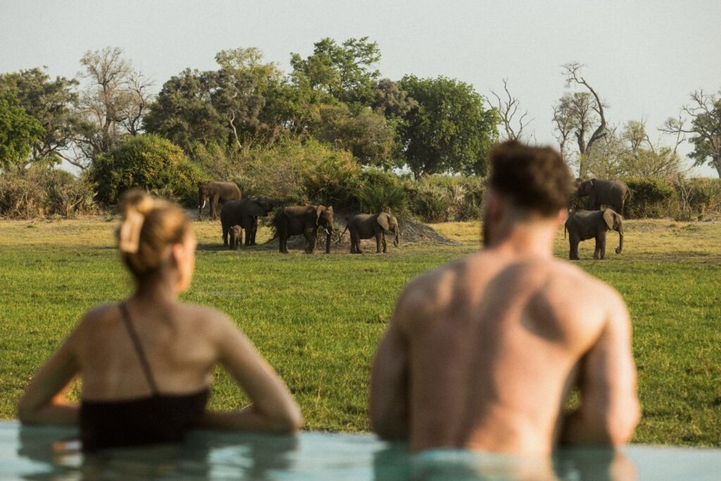 Wilderness Sanctuary at Mombo: lap pool with elephants grazing beyond
