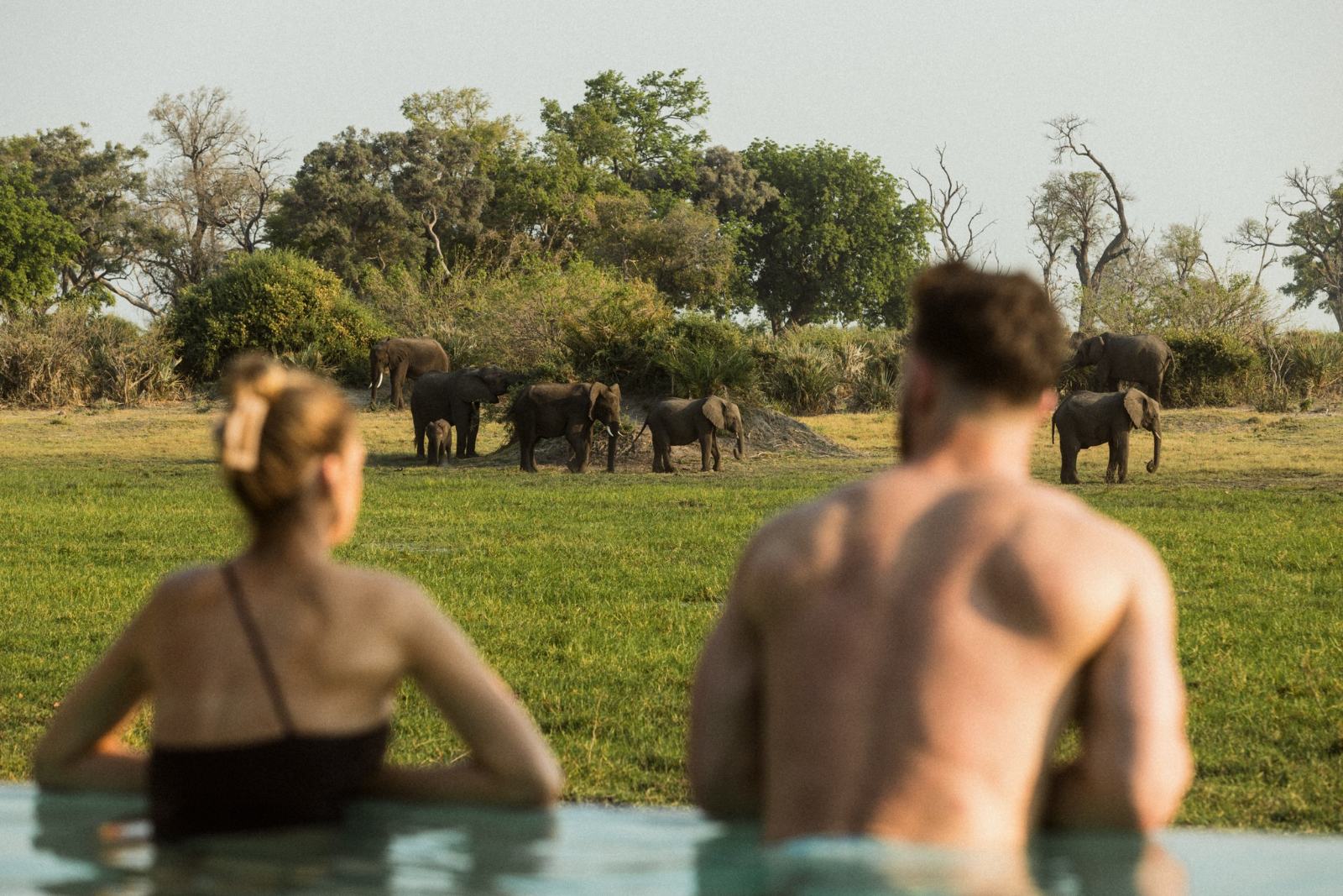 Wilderness Sanctuary at Mombo: lap pool with elephants grazing beyond