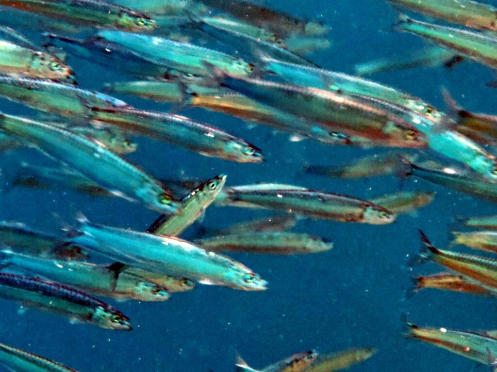 Close-up of silver baitfish swimming in blue water, photographed on a phone in a DIVEVOLK housing
