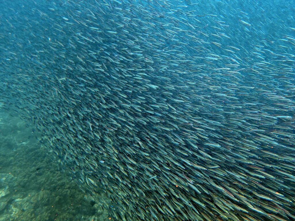 Huge school of baitfish streaming over the reef, photographed on a phone in a DIVEVOLK housing