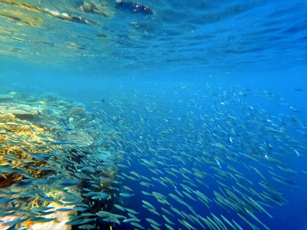 School of baitfish streaming along a shallow reef just below the surface, photographed on a phone in a DIVEVOLK housing