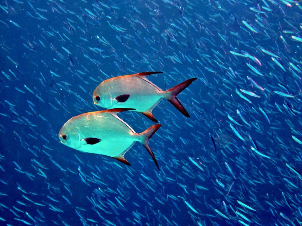 Snorkelling along the karst islands off Barracuda Rock, Misool, October 2026