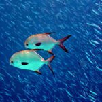 Snorkelling along the karst islands off Barracuda Rock, Misool, October 2026