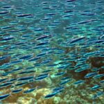 Snorkelling along the karst islands off Barracuda Rock, Misool, October 2026