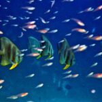Snorkelling along the karst islands off Barracuda Rock, Misool, October 2026