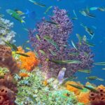 Snorkelling along the karst islands off Barracuda Rock, Misool, October 2026