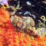 Snorkelling along the karst islands off Barracuda Rock, Misool, October 2026