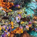 Snorkelling along the karst islands off Barracuda Rock, Misool, October 2026