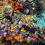 Snorkelling along the karst islands off Barracuda Rock, Misool, October 2026