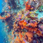 Snorkelling along the karst islands off Barracuda Rock, Misool, October 2026