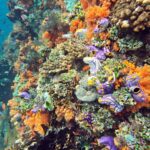 Snorkelling along the karst islands off Barracuda Rock, Misool, October 2026