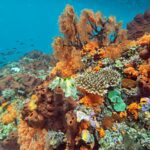 Snorkelling along the karst islands off Barracuda Rock, Misool, October 2026